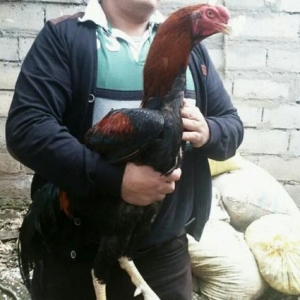 Quşlar