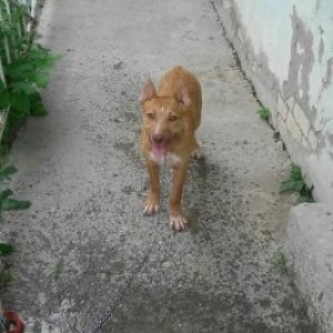 salam pitbul satlir