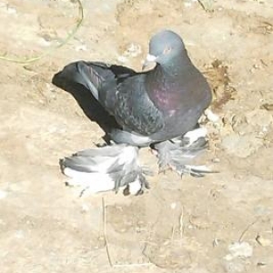 quşlar