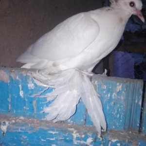 quşlar