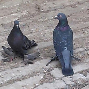 quşlar
