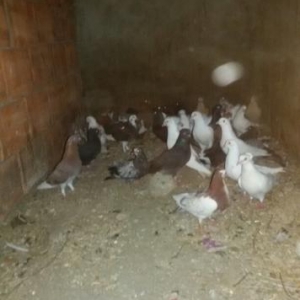 Quşlar
