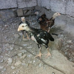 Heyrati cucesi