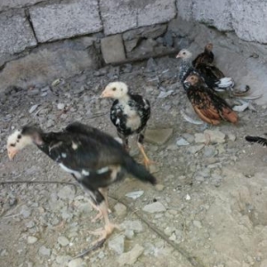 Heyrati cucesi
