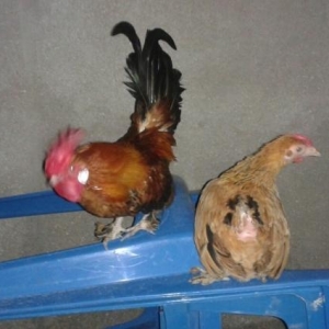 yaponka satiram