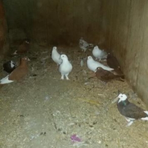 Quşlar