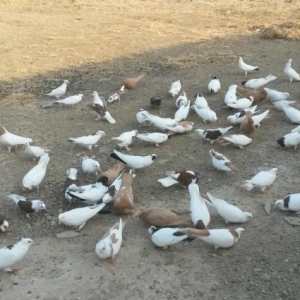 Quşlar