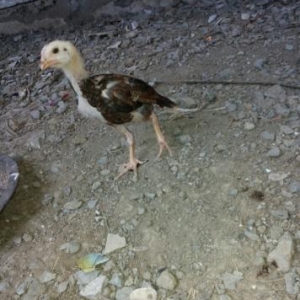 Heyrati cucesi