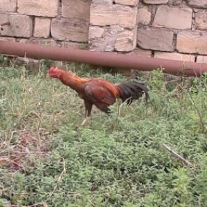 heyrati