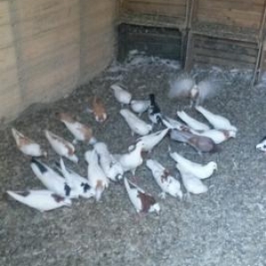 Quşlar satılır