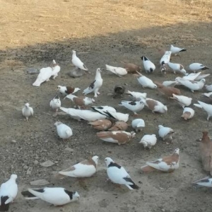 Quşlar satılır