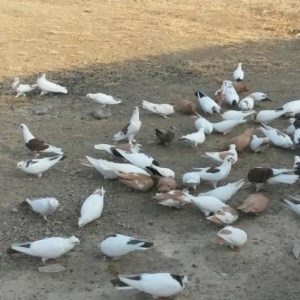 Quşlar satılır