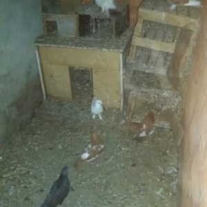 Quşlar