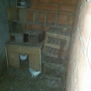 Quşlar