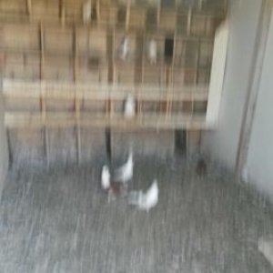 Quşlar satılır