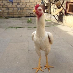 Heyratı xoruz