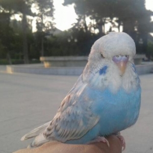 spingl