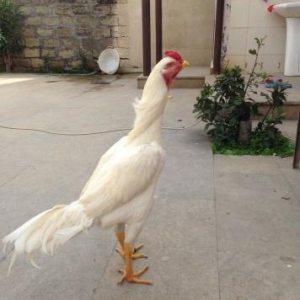 Heyratı xoruz