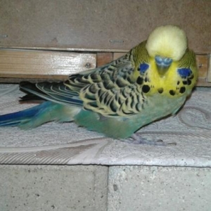 satilir popuqay