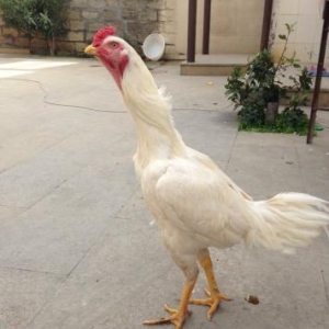 Heyratı xoruz