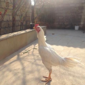 Heyratı xoruz
