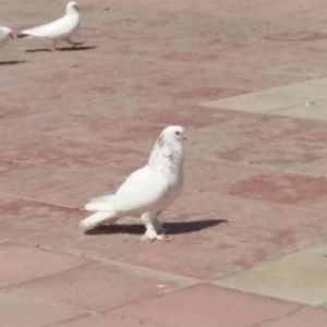 göyərçin