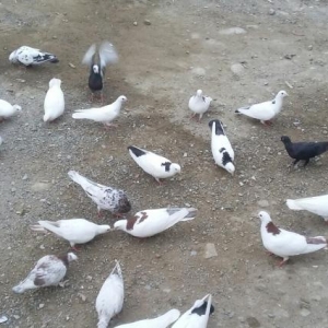 goyercinler