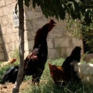 Quş satılır