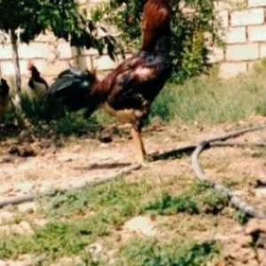 Quş satılır