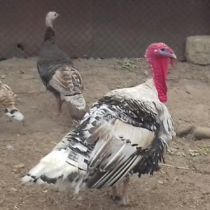 Hindquşu