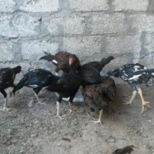kənd colpaları, heyratı colpalar,cūcələr