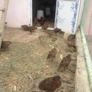 satılır quw