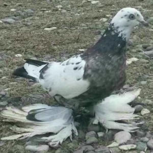 quw