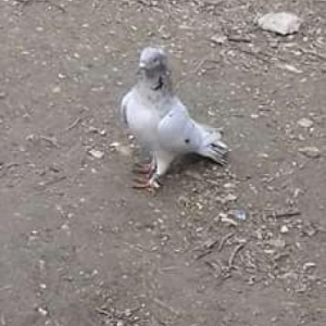Quşlar