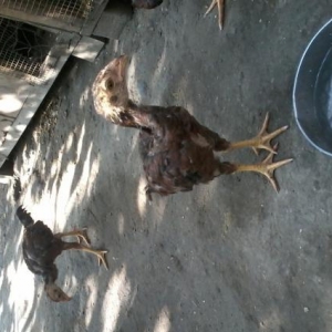 Heyrati cucler