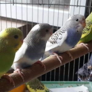 papuqay