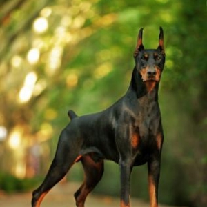 Doberman Stailir