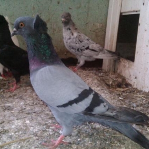 Göyərçin
