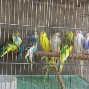 papuqay