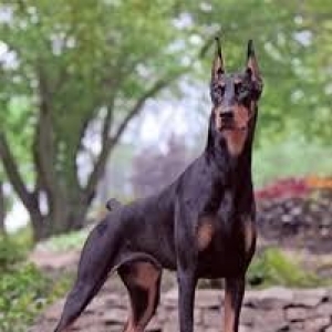 Doberman