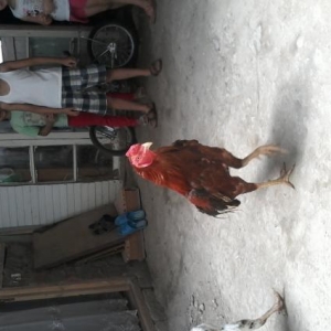 Heyrati satiram