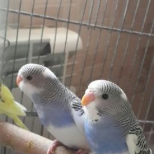 papuqay