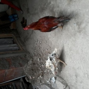 Heyrati satiram