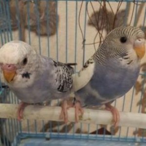 papuqay