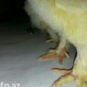 gold brama cücəsi