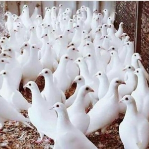 Quşlar