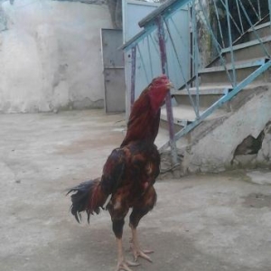 Quşlar
