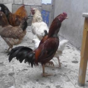 yaponiski heyrati