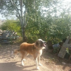 Hind quşu (hinduşka)