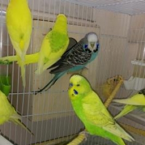 Tutuquwular satilir